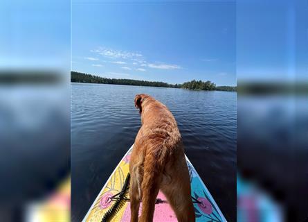 WURFANKÜNDIGUNG Labrador Foxred mit Ahnentafel