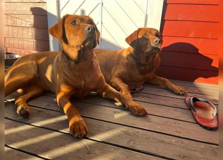 WURFANKÜNDIGUNG Labrador Foxred mit Ahnentafel