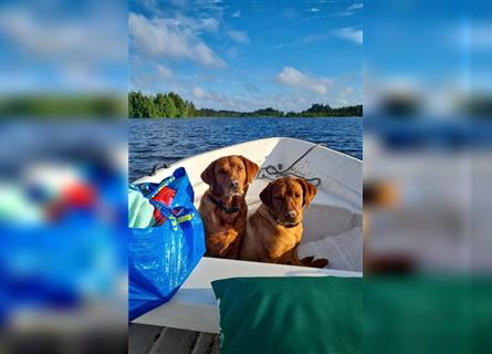 WURFANKÜNDIGUNG Labrador Foxred mit Ahnentafel