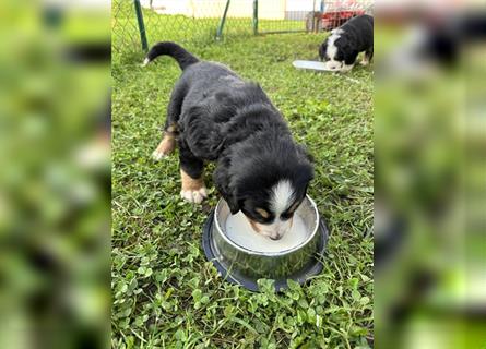 Berner Sennenhund Welpen reinrassig