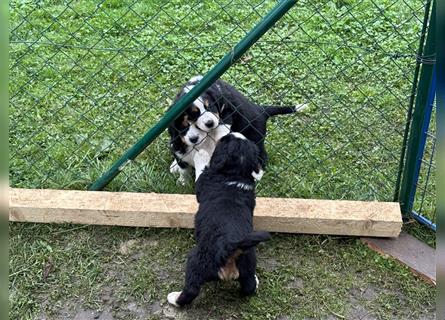 Berner Sennenhund Welpen reinrassig