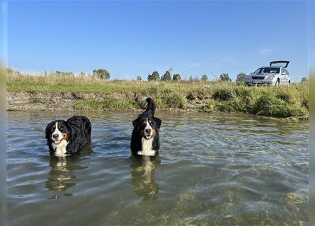 Berner Sennenhund Welpen reinrassig