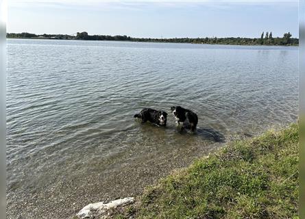 Berner Sennenhund Welpen reinrassig