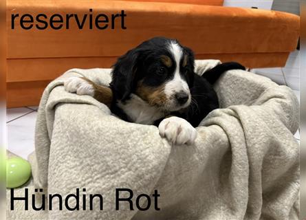 Berner Sennenhund Welpen reinrassig