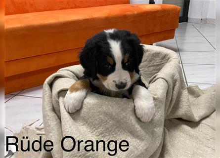 Berner Sennenhund Welpen reinrassig