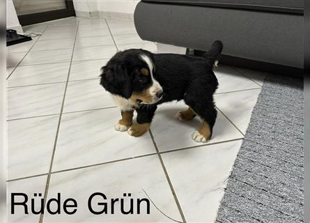 Berner Sennenhund Welpen reinrassig