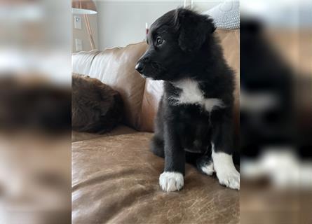 AUSSIEDOODLE MIX