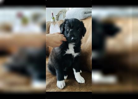 AUSSIEDOODLE MIX