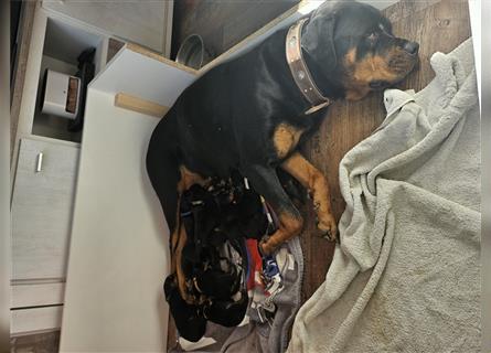 Rottweiler Welpen