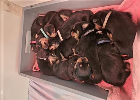 Rottweiler Welpen