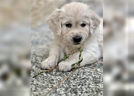 Golden Retriever Welpen