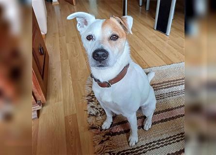 ❤️ Sonnenschein NICO - 9 Jahre, 40cm - Jack Russell-Mix