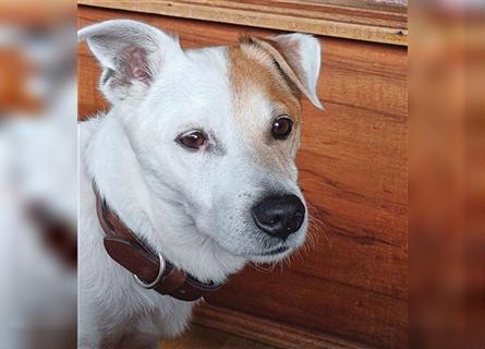 ❤️ Sonnenschein NICO - 9 Jahre, 40cm - Jack Russell-Mix