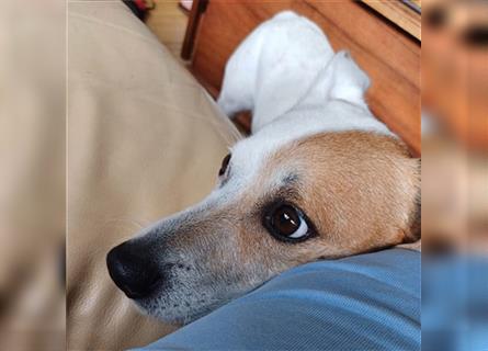 ❤️ Sonnenschein NICO - 9 Jahre, 40cm - Jack Russell-Mix