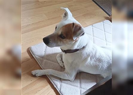 ❤️ Sonnenschein NICO - 9 Jahre, 40cm - Jack Russell-Mix