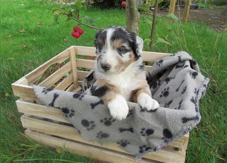 Mini Aussie Welpen / Miniatur Australian Shepherd Welpen Welpe