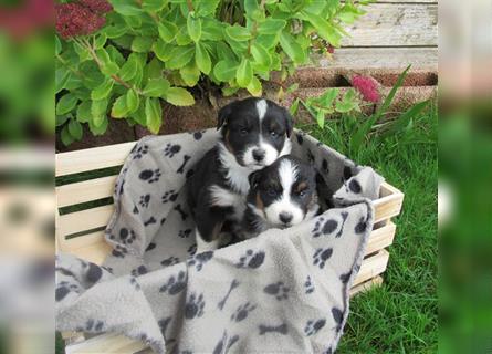 Mini Aussie Welpen / Miniatur Australian Shepherd Welpen Welpe