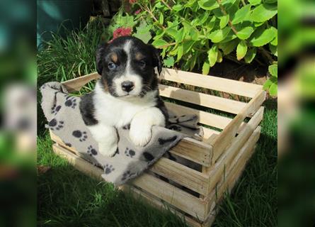 Mini Aussie Welpen / Miniatur Australian Shepherd Welpen Welpe