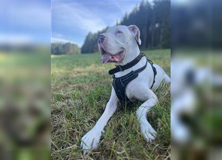 Kleine Deutsche Dogge Einzelprinz sucht kuschelplatz