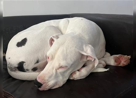 Kleine Deutsche Dogge Einzelprinz sucht kuschelplatz