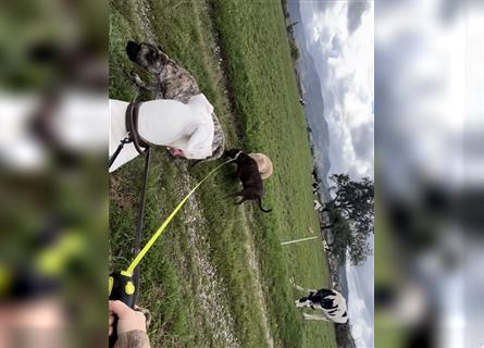 Kleine Deutsche Dogge Einzelprinz sucht kuschelplatz