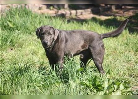 Labrador welpen in Charcoal und silber