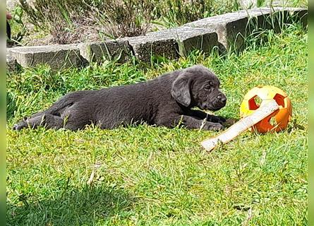 Labrador welpen in Charcoal und silber