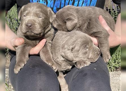 Labrador welpen in Charcoal und silber