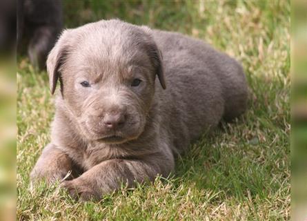 Labrador welpen in Charcoal und silber