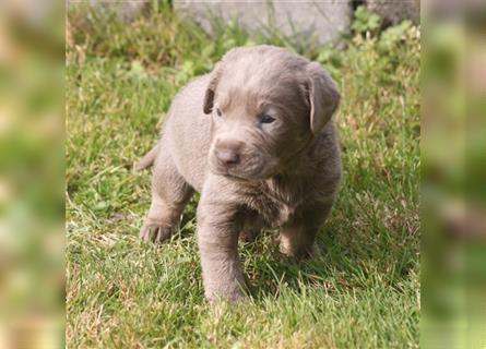 Labrador welpen in Charcoal und silber