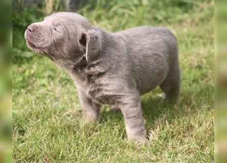 Labrador welpen in Charcoal und silber