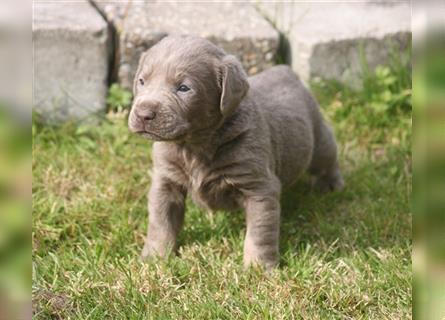 Labrador welpen in Charcoal und silber