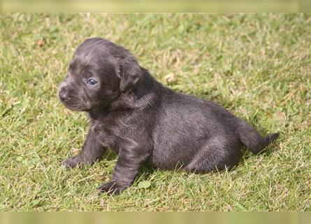 Labrador welpen in Charcoal und silber