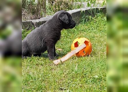 Labrador welpen in Charcoal und silber