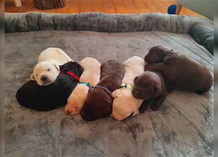 Labrador Welpen  4 weiblich 3 männlich