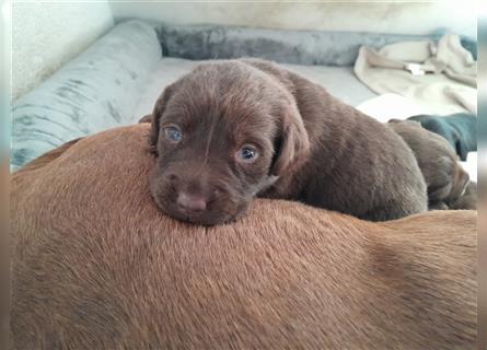 Labrador Welpen  4 weiblich 3 männlich