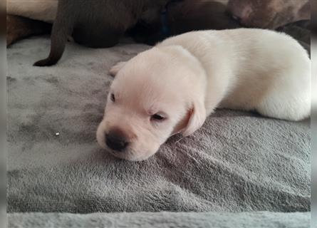 Labrador Welpen  4 weiblich 3 männlich