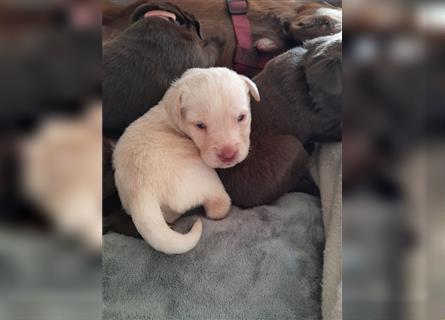 Labrador Welpen  4 weiblich 3 männlich