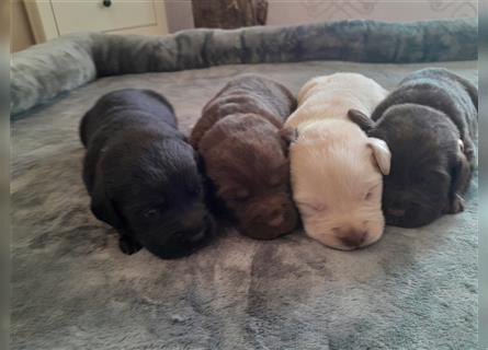 Labrador Welpen  4 weiblich 3 männlich