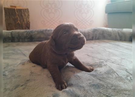 Labrador Welpen  4 weiblich 3 männlich