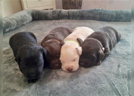 Labrador Welpen  4 weiblich 3 männlich