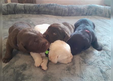 Labrador Welpen  4 weiblich 3 männlich