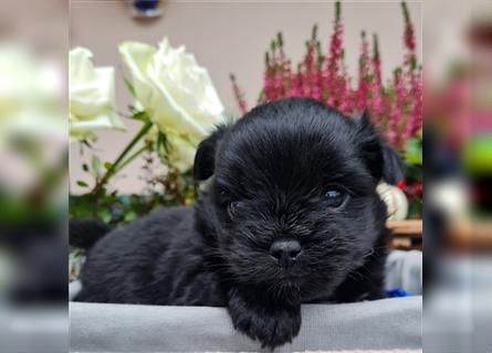 Bolonka zwetna-Pomeranian Hybrid-Welpen Rüde