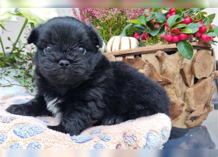 Bolonka zwetna-Pomeranian Hybrid-Welpen Rüde