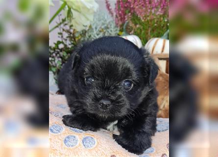 Bolonka zwetna-Pomeranian Hybrid-Welpen Rüde