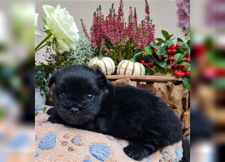 Bolonka zwetna-Pomeranian Hybrid-Welpen Rüde