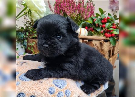 Bolonka zwetna-Pomeranian Hybrid-Welpen Rüde