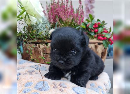 Bolonka zwetna-Pomeranian Hybrid-Welpen Rüde