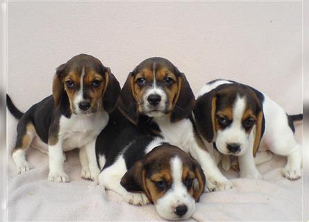 Beagle Welpen