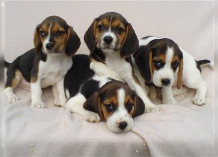 Beagle Welpen